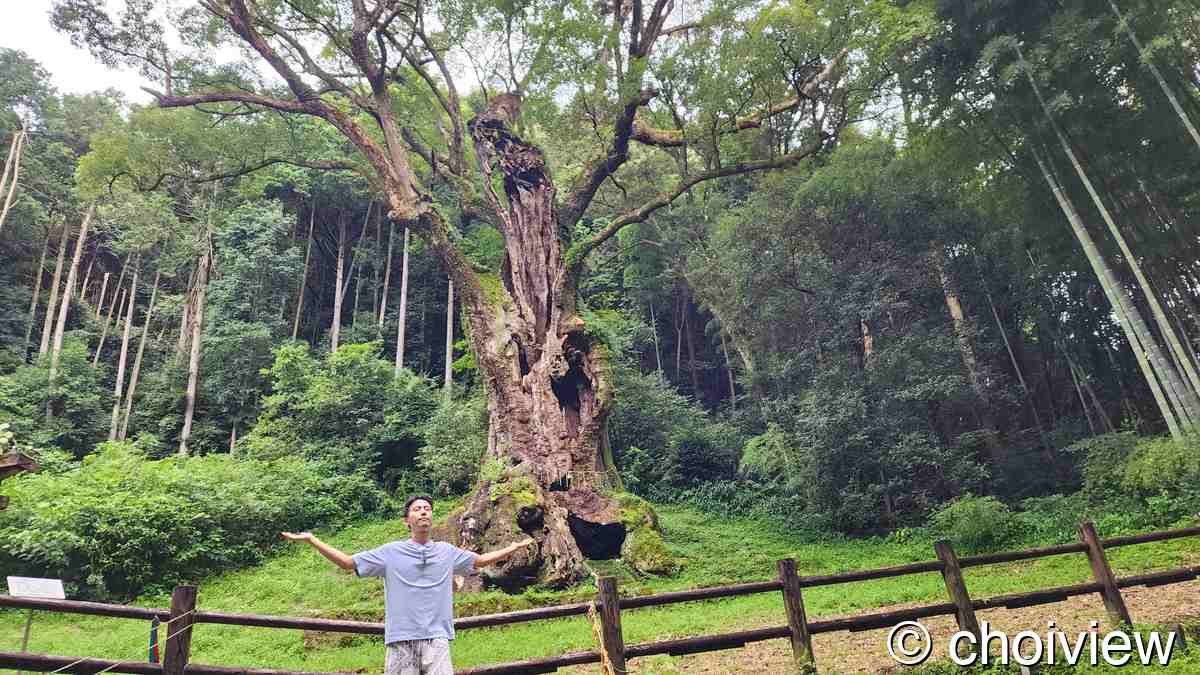 다케오 3000년 녹나무 - Takeo 3000-year-old Great Camphor Tree at Takeo Shrine